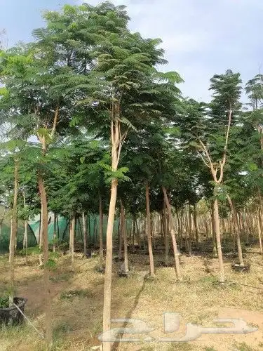 توريد جميع انواع الأشجار والنخيل وزعه وتوصيل باشرف هندسي 4