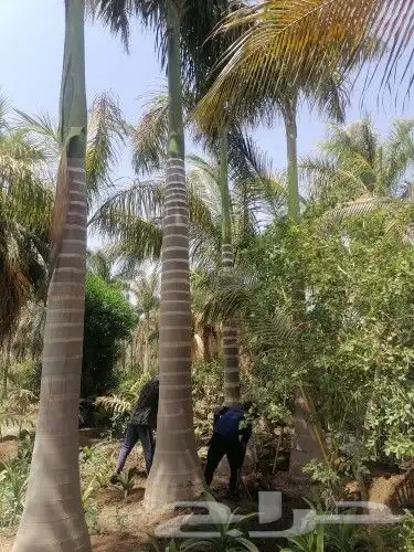 توريد جميع انواع الأشجار والنخيل وزعه وتوصيل باشرف هندسي 8