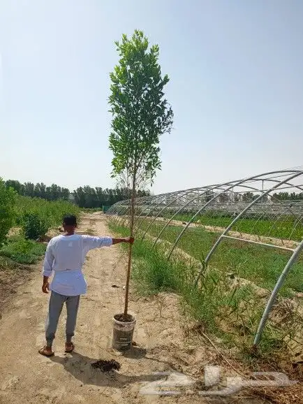 توريد جميع انواع الأشجار والنخيل وزعه وتوصيل باشرف هندسي 0