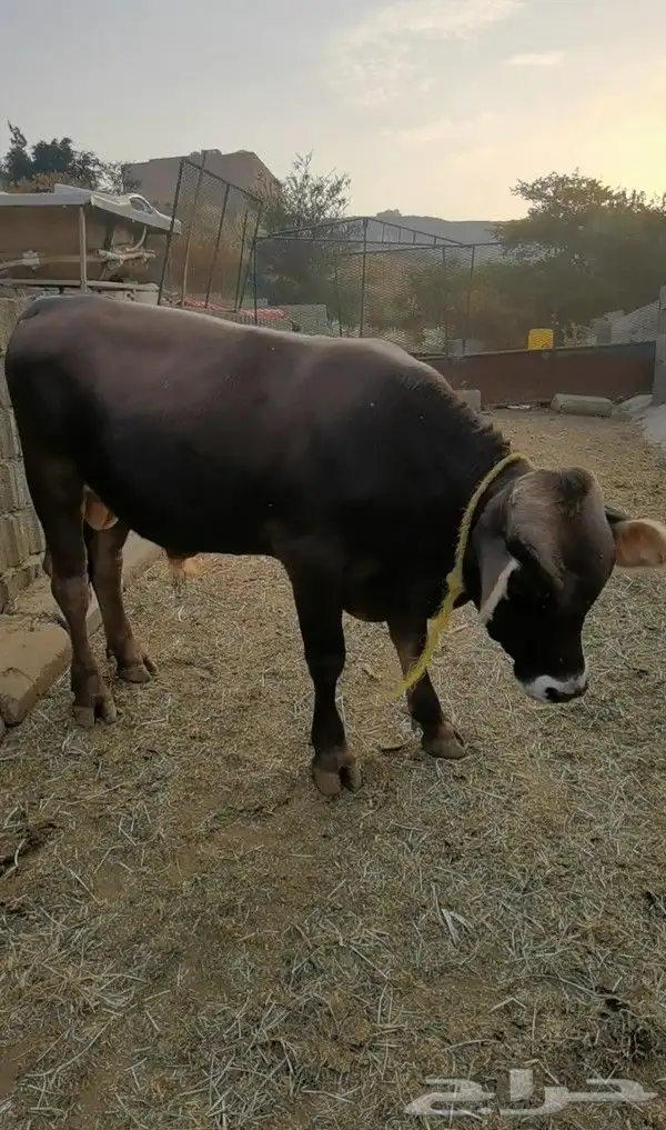 عجل ألماني 4