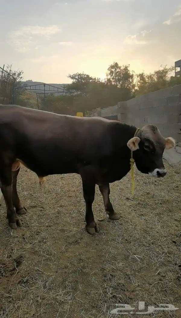 عجل ألماني 2