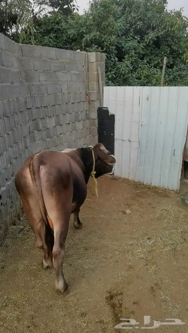 عجل ألماني 1