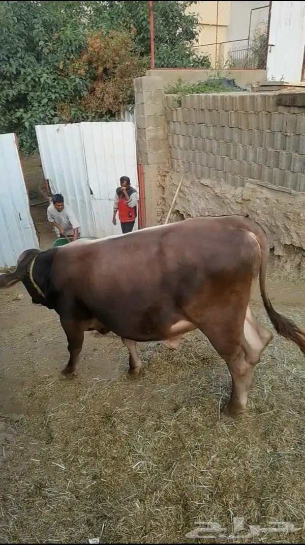 عجل ألماني 3