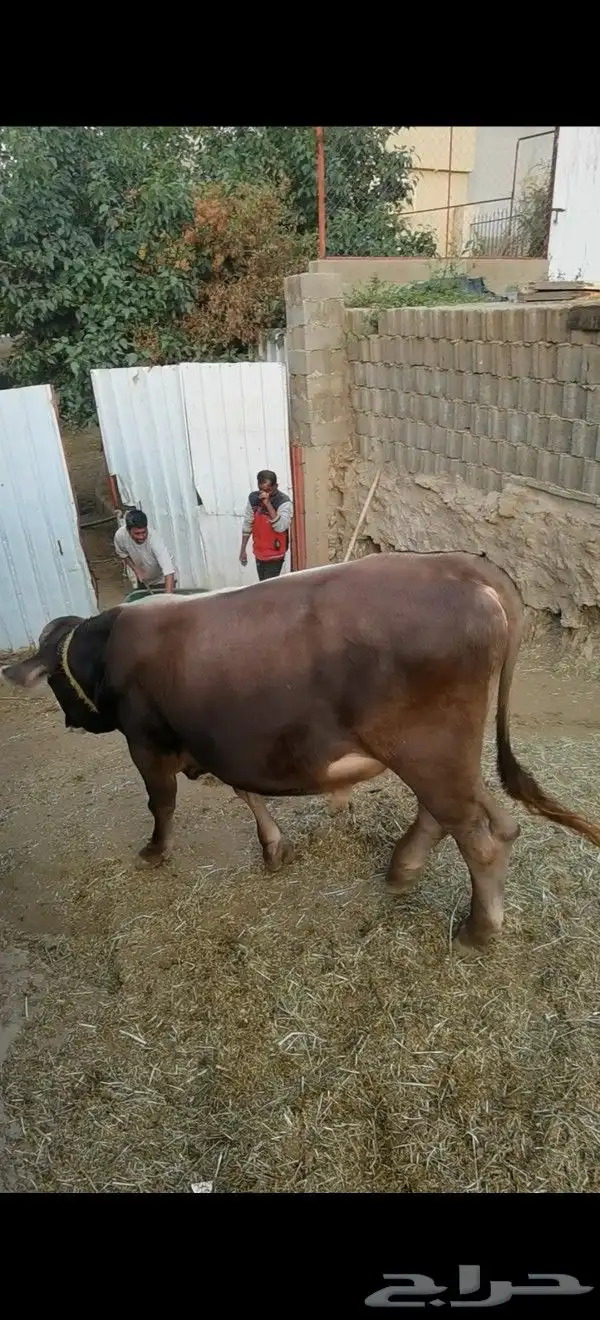 عجل ألماني 0