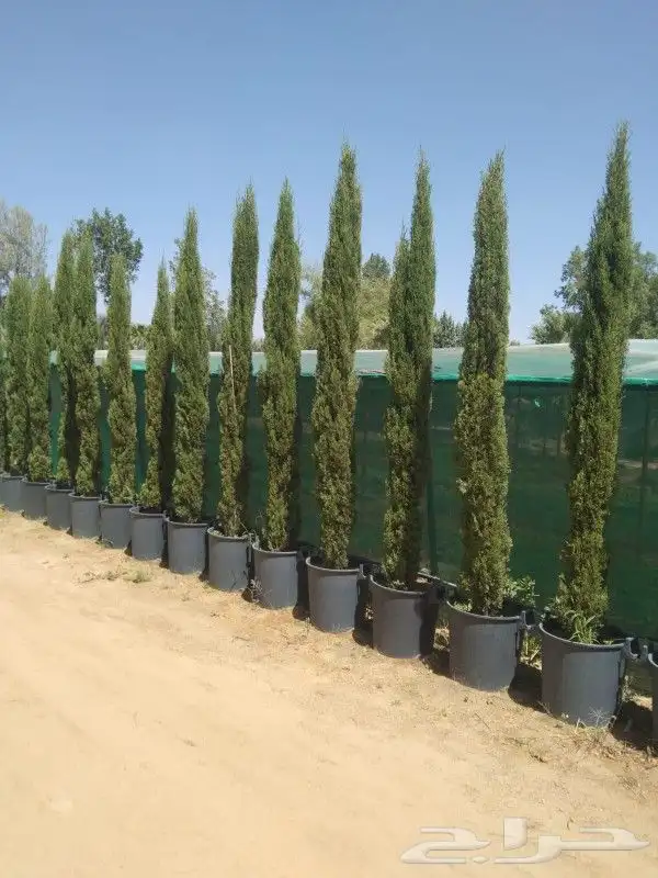 سرو ايطالي تربيه شمسيه مقوم للحراره 0