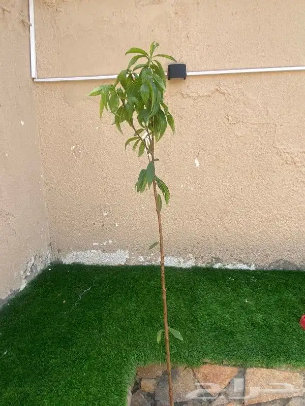 عرض شجر نادر 1