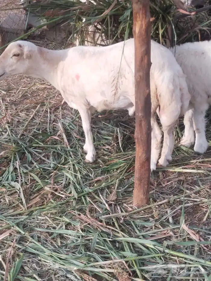 خرفان ضحيى الحق زين 6