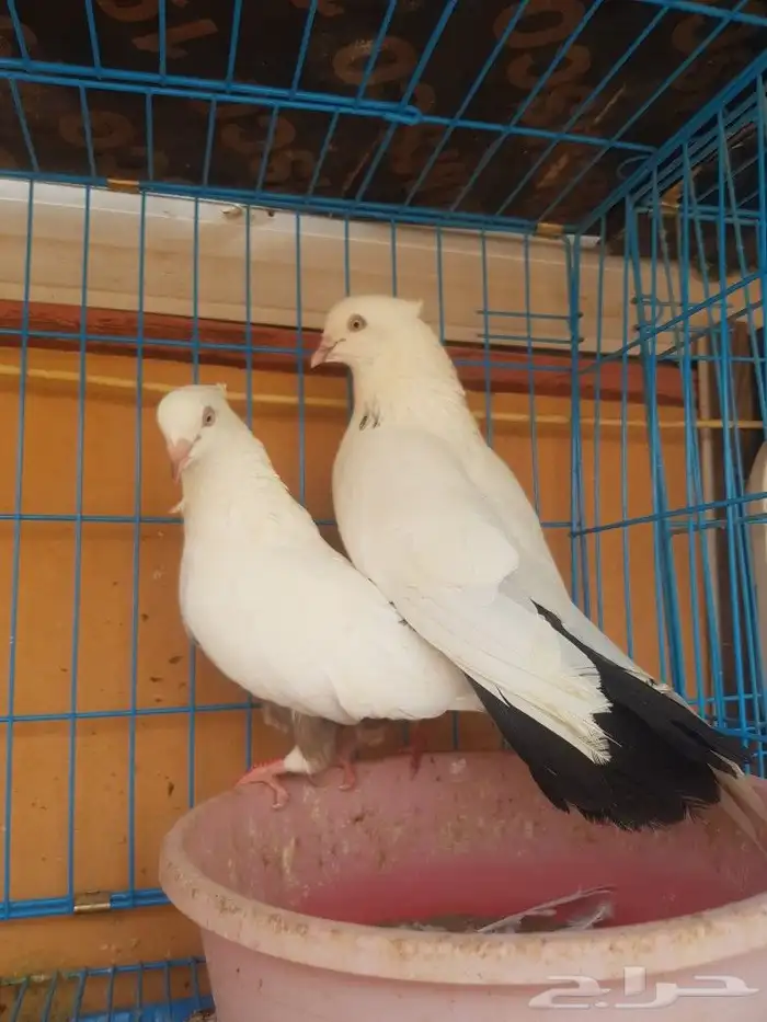 زوج ايراني دامبي 3