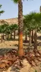 لجميع أعمال النخيل والواشنطني 7