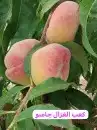عرض شجر نادر 0
