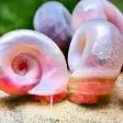 حلزون رامشون Ramshorn snail 0