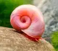 حلزون رامشون Ramshorn snail 1