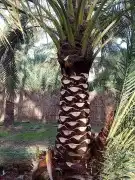 جميع أعمال النخيل 8