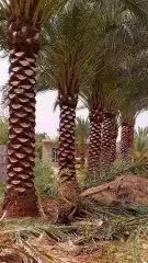 جميع أعمال النخيل 7