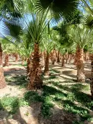 نخيل واشجاروتقليع وتوريدوثيل طبيعي 7