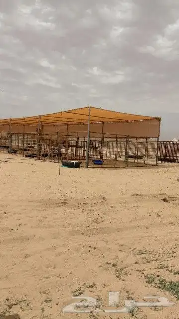 مضلات ابل متنقله او غنم 7