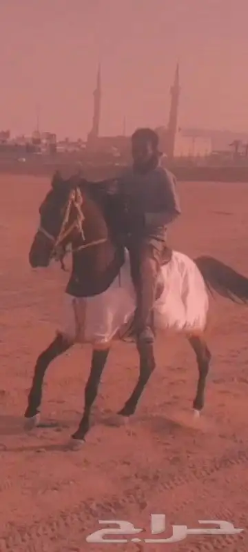 اجار حنطور وخيل وجمال 8