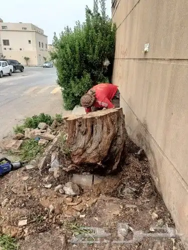 نخيل واشجاروتقليع وتوريدوثيل طبيعي 6