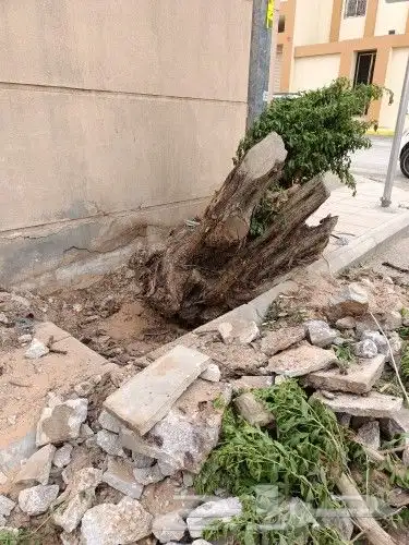 نخيل واشجاروتقليع وتوريدوثيل طبيعي 5