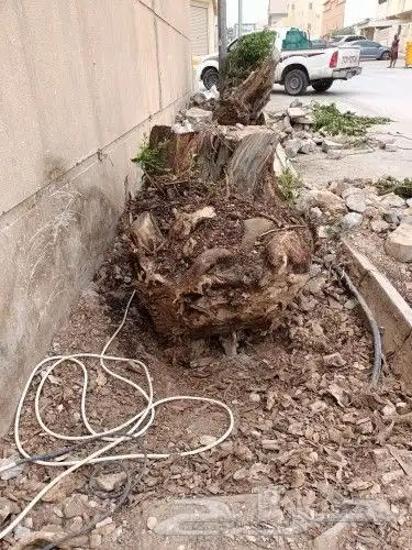 نخيل واشجاروتقليع وتوريدوثيل طبيعي 3