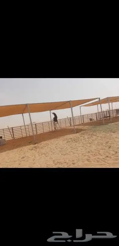 مضلات ابل متنقله او غنم 10