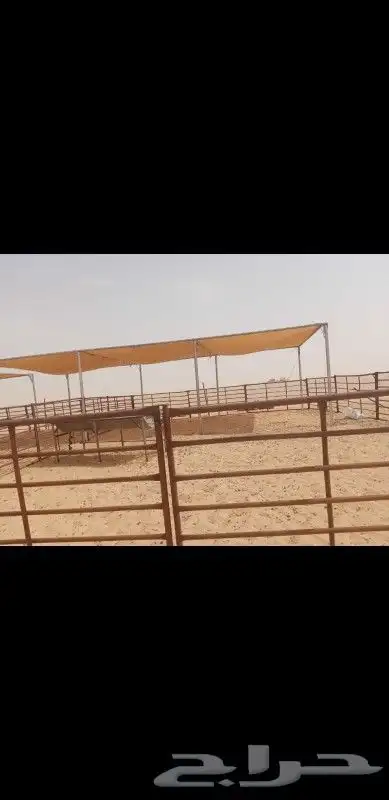 مضلات ابل متنقله او غنم 12