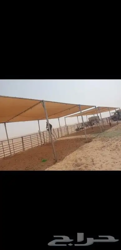 مضلات ابل متنقله او غنم 11