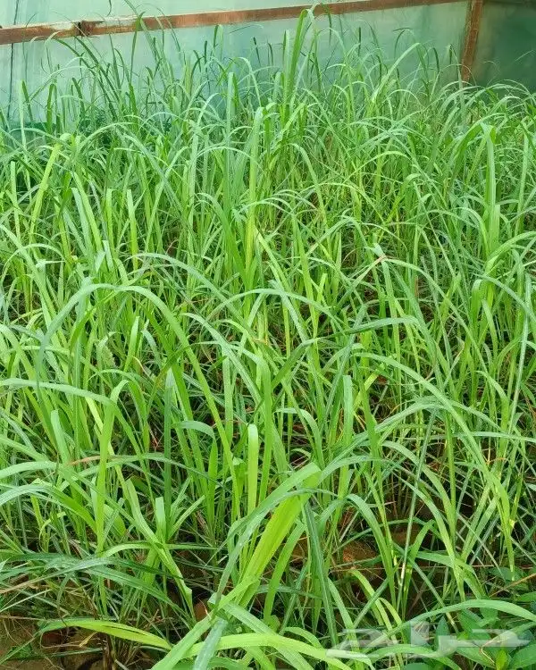 نخيل واشجاروتقليع وتوريدوثيل طبيعي 8