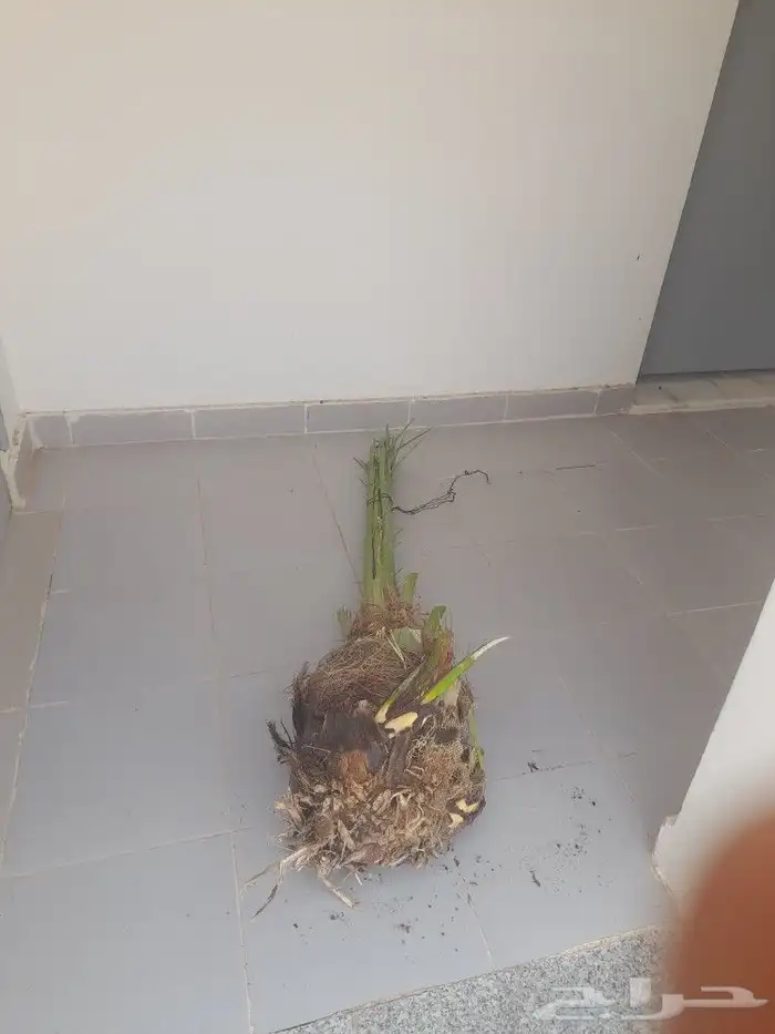 جميع أعمال النخيل 6