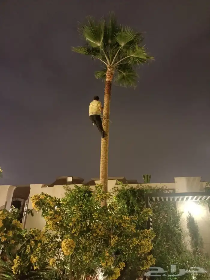 نخيل واشجاروتقليع وتوريدوثيل طبيعي 9