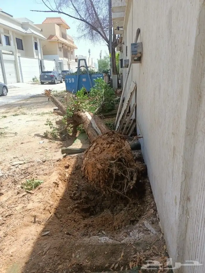 نخيل واشجاروتقليع وتوريدوثيل طبيعي 1