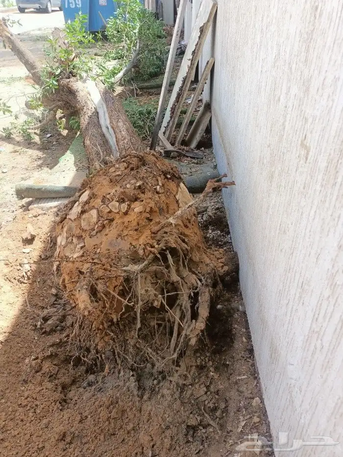 نخيل واشجاروتقليع وتوريدوثيل طبيعي 0