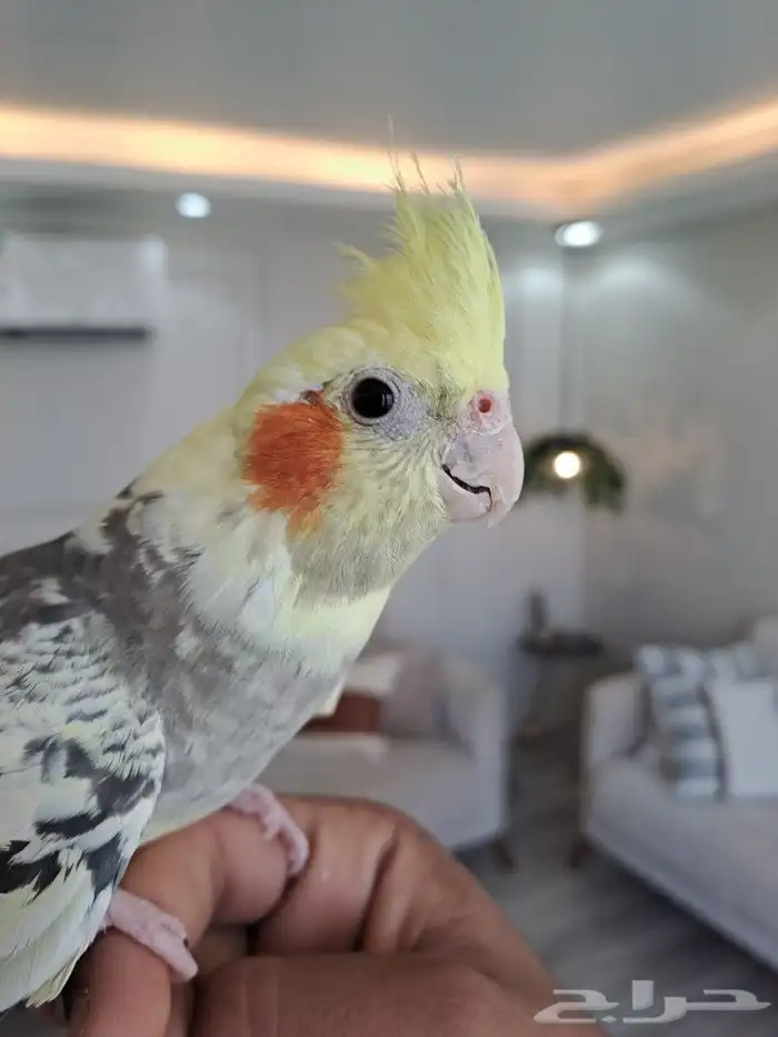 أنثى كروان اليفه ومنتجه 0