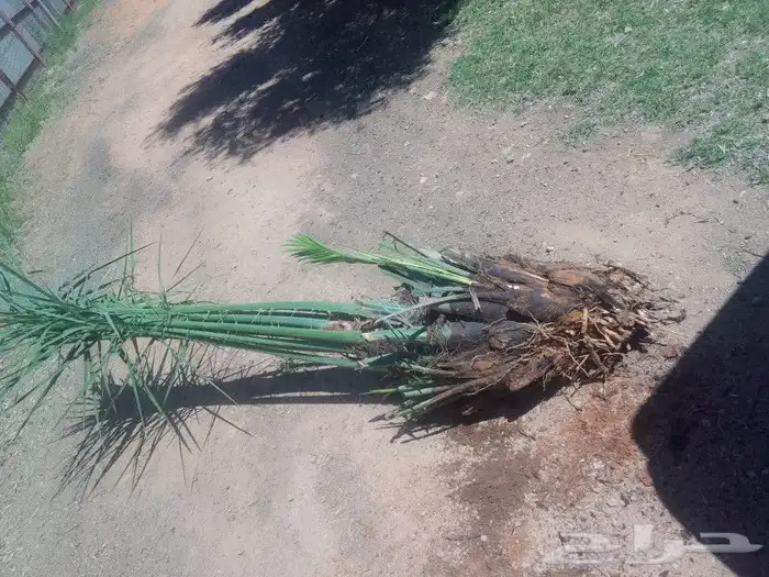 جميع أعمال النخيل 5