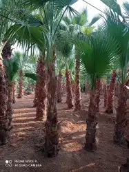 مقاول شبوك ونخيل 5