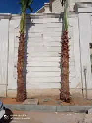 مقاول شبوك ونخيل 0