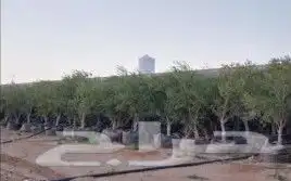 يوجد لدينا أشجار الزيتون 2
