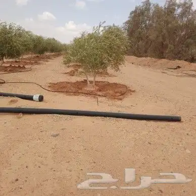 زيتون للبيع نقوم بتوريد اشجار الزيتون ونقلها وقلعها وغرسها 2