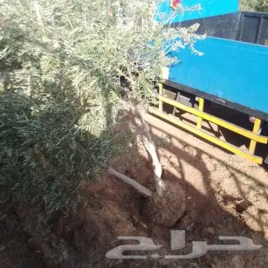 زيتون للبيع نقوم بتوريد اشجار الزيتون ونقلها وقلعها وغرسها 3