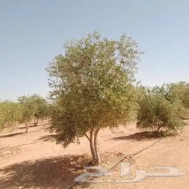 زيتون للبيع نقوم بتوريد اشجار الزيتون ونقلها وقلعها وغرسها 8