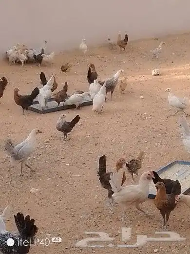 دجاج بشاير ألمنيوم وفيومي 1
