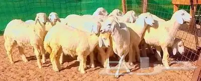 طليان حريه سمان ومقفلات شرط اضاحي تم البيع 1