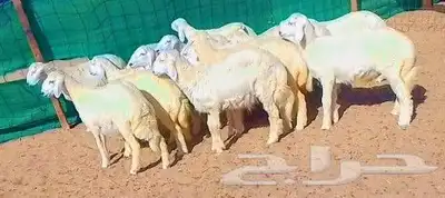 طليان حريه سمان ومقفلات شرط اضاحي تم البيع 3