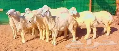 طليان حريه سمان ومقفلات شرط اضاحي تم البيع 4