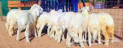 طليان حريه سمان ومقفلات شرط اضاحي تم البيع 2