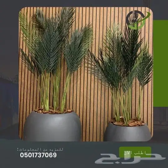 اشجار زيتون صناعي 3