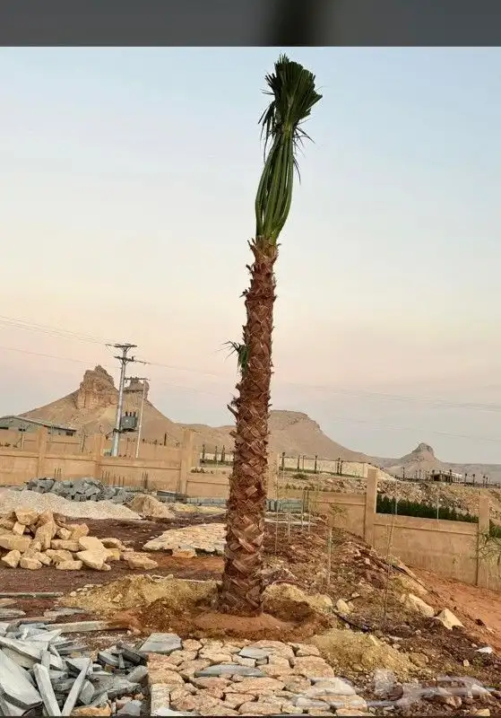نخل لبيع موصل لموقع المطلوب 7