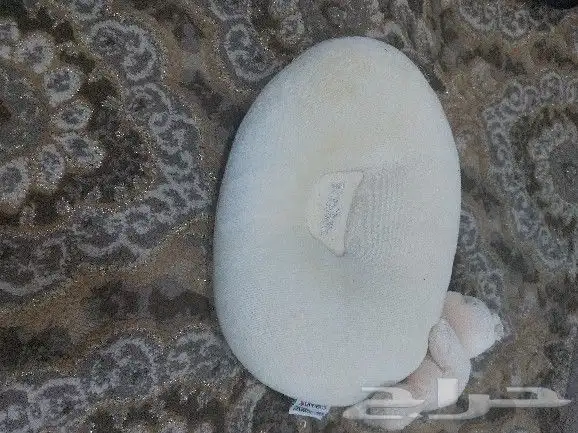 للبيع لفات مولود 5