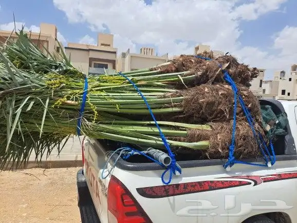 نخل لبيع موصل لموقع المطلوب 10