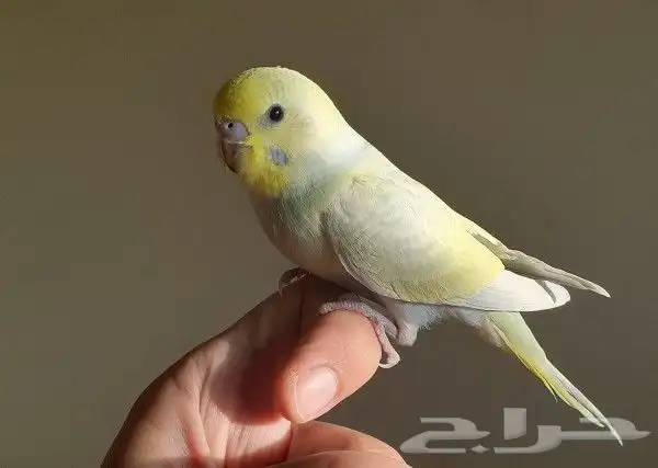 زوج بادجي اليف جدآ( تم البيع) 1